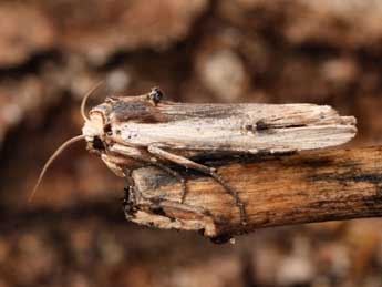 Xylena vetusta Hb. adulte - �Daniel Morel