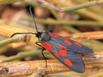 Zygaena viciae D. & S. adulte - �Daniel Morel