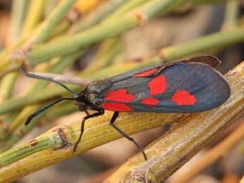 Zygaena viciae D. & S. adulte - �Daniel Morel