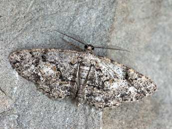 Paraboarmia viertlii Bohatsch adulte - �Daniel Morel