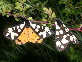 Arctia villica L. adulte - �Philippe Mothiron