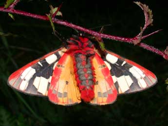 Arctia villica L. adulte - �Philippe Mothiron