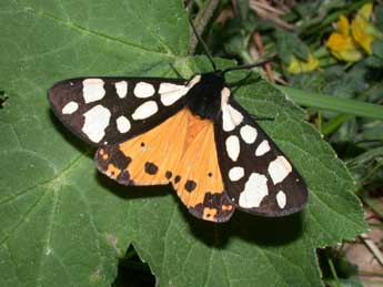 Arctia villica L. adulte - �Philippe Mothiron