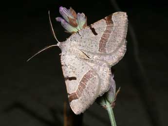 Itame vincularia Hb. adulte - �Philippe Mothiron