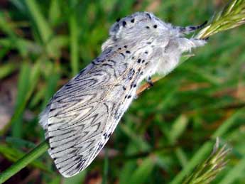 Cerura vinula L. adulte - �Graham Wenman