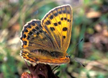 Lycaena virgaureae L. adulte - �Tristan Lafranchis