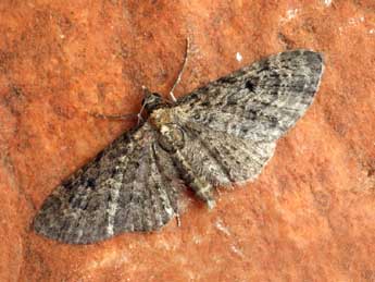 Eupithecia virgaureata Dbld. adulte - �Daniel Morel