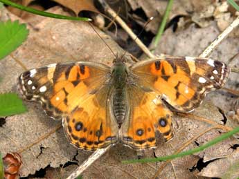 Vanessa virginiensis Drury adulte - �Eugene Karolinskiy