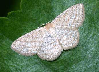 Scopula virgulata D. & S. adulte - �Philippe Mothiron
