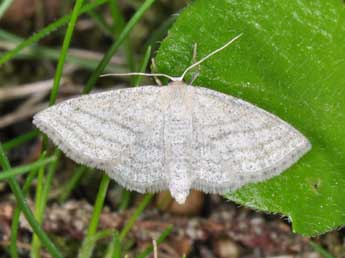 Scopula virgulata D. & S. adulte - �Philippe Mothiron