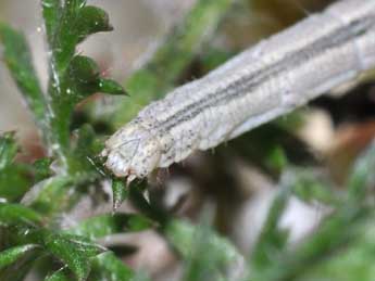  Chenille de Scopula virgulata D. & S. - �Philippe Mothiron