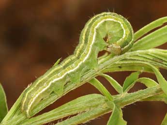  Chenille de Heliothis viriplaca Hfn. - �Daniel Morel