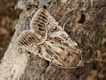 Thalpophila matura Hfn. adulte - �Daniel Morel