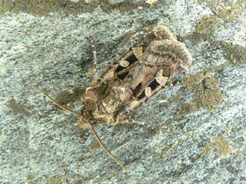 Euxoa vitta Esp. adulte - �Olivier Pineau