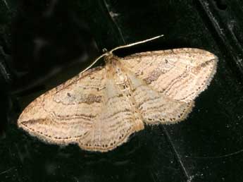 Orthonama vittata Bkh. adulte - �Jean-Pierre Lamoline