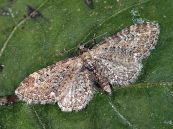 Eupithecia vulgata Hw. adulte - �Daniel Morel