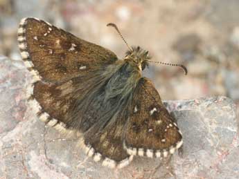 Pyrgus warrenensis Vty adulte - �Daniel Morel