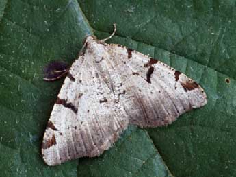 Macaria wauaria L. adulte - �Daniel Morel