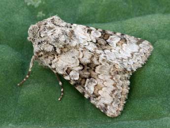 Hecatera weissi Draudt adulte - �Daniel Morel