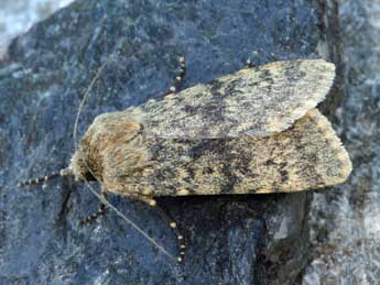 Standfussiana wiskotti Stdf. adulte - �Daniel Morel