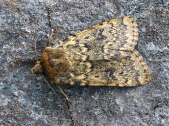 Standfussiana wiskotti Stdf. adulte - �Daniel Morel