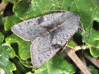 Ammopolia witzenmanni Stdf. adulte - �Philippe Mothiron