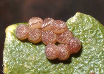  Oeuf de Ammopolia witzenmanni Stdf. - �Philippe Mothiron