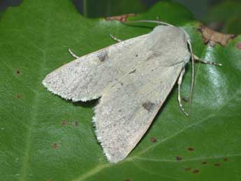 Ammopolia witzenmanni Stdf. adulte - �Philippe Mothiron