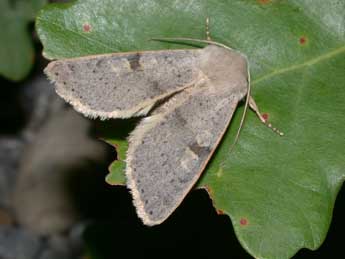 Ammopolia witzenmanni Stdf. adulte - �Philippe Mothiron