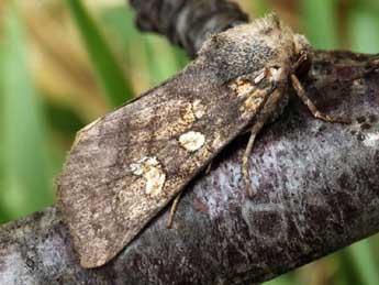 Gortyna xanthenes Germ. adulte - �Daniel Morel