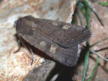 Xestia xanthographa D. & S. adulte - �Philippe Mothiron