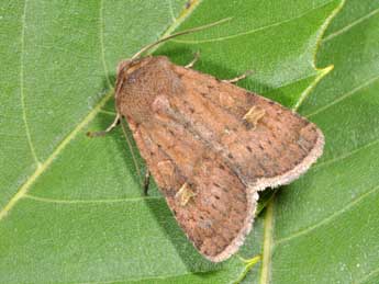 Xestia xanthographa D. & S. adulte - �Philippe Mothiron