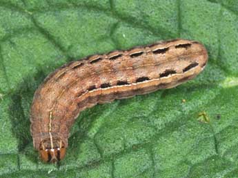  Chenille de Xestia xanthographa D. & S. - �Philippe Mothiron