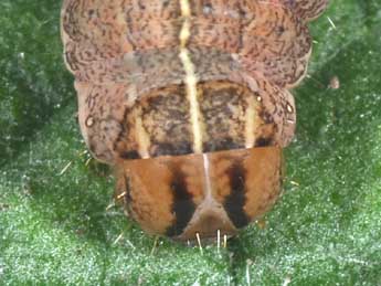  Chenille de Xestia xanthographa D. & S. - �Philippe Mothiron