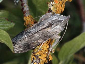 Cucullia xeranthemi Bsdv. adulte - �Daniel Morel