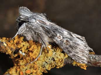 Cucullia xeranthemi Bsdv. adulte - �Daniel Morel