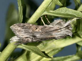 Cucullia xeranthemi Bsdv. adulte - �Daniel Morel