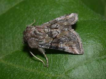 Cleonymia yvanii Dup. adulte - �Philippe Mothiron