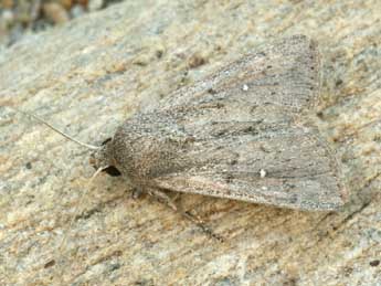 Leucania zeae Dup. adulte - �Daniel Morel