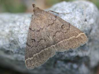 Zanclognatha zelleralis Wocke adulte - �Daniel Morel