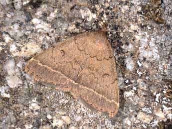 Zanclognatha zelleralis Wocke adulte - �Philippe Mothiron