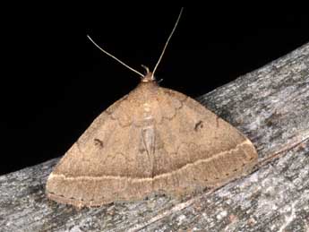 Zanclognatha zelleralis Wocke adulte - �Philippe Mothiron