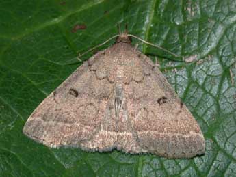 Zanclognatha zelleralis Wocke adulte - �Philippe Mothiron