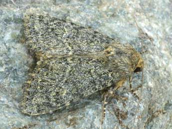 Apamea zeta Tr. adulte - �Daniel Morel