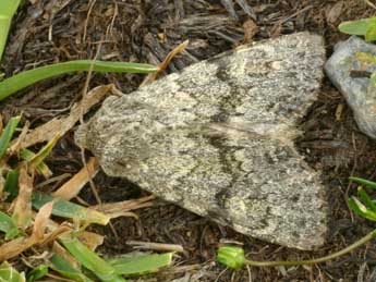 Apamea zeta Tr. adulte - �Daniel Morel