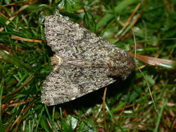 Apamea zeta Tr. adulte - �Philippe Mothiron