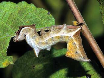  Chenille de Notodonta ziczac L. - �Fran�ois Spill