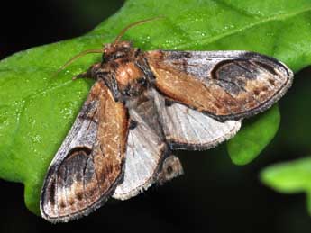 Notodonta ziczac L. adulte - �Philippe Mothiron