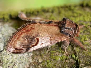 Notodonta ziczac L. adulte - �Philippe Mothiron