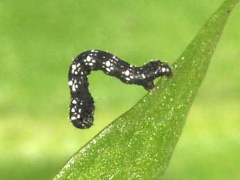  Chenille de Lycia zonaria D. & S. - �Philippe Mothiron